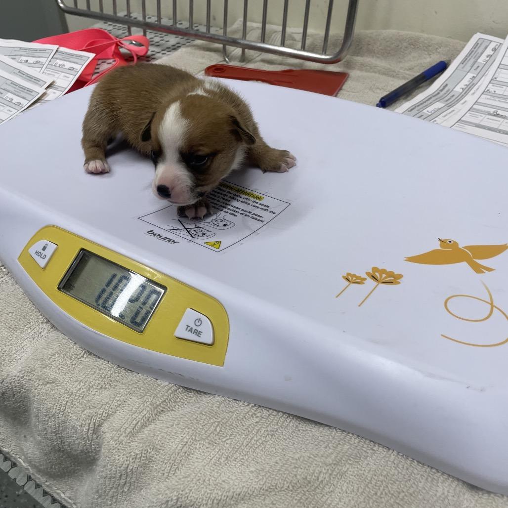 Penny Pup 4, Adoptable, Puppy Male Jack Russell Terrier & Mixed Breed.