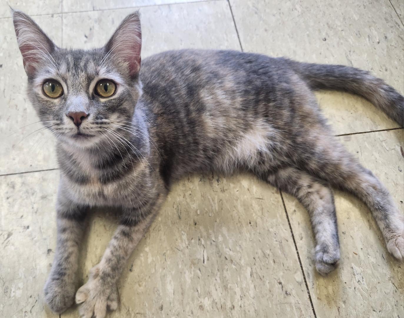 Glitter, Adoptable, Young Female Tabby.