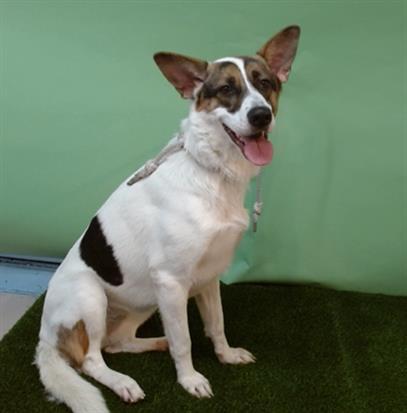 Enlarge PEBBLES, a Adoptable mixed breed in Gardena, CA image 1/1