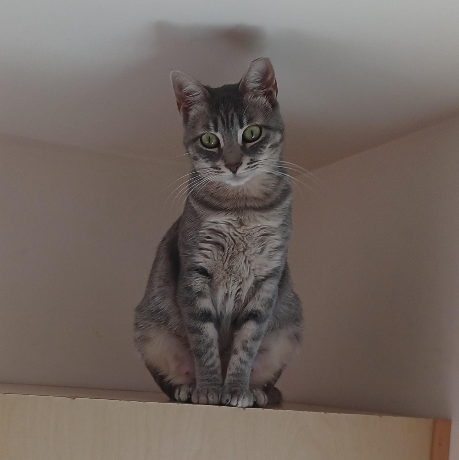 Enlarge Gracie, a Adoptable Domestic Short Hair in San Jose, CA image 2/5