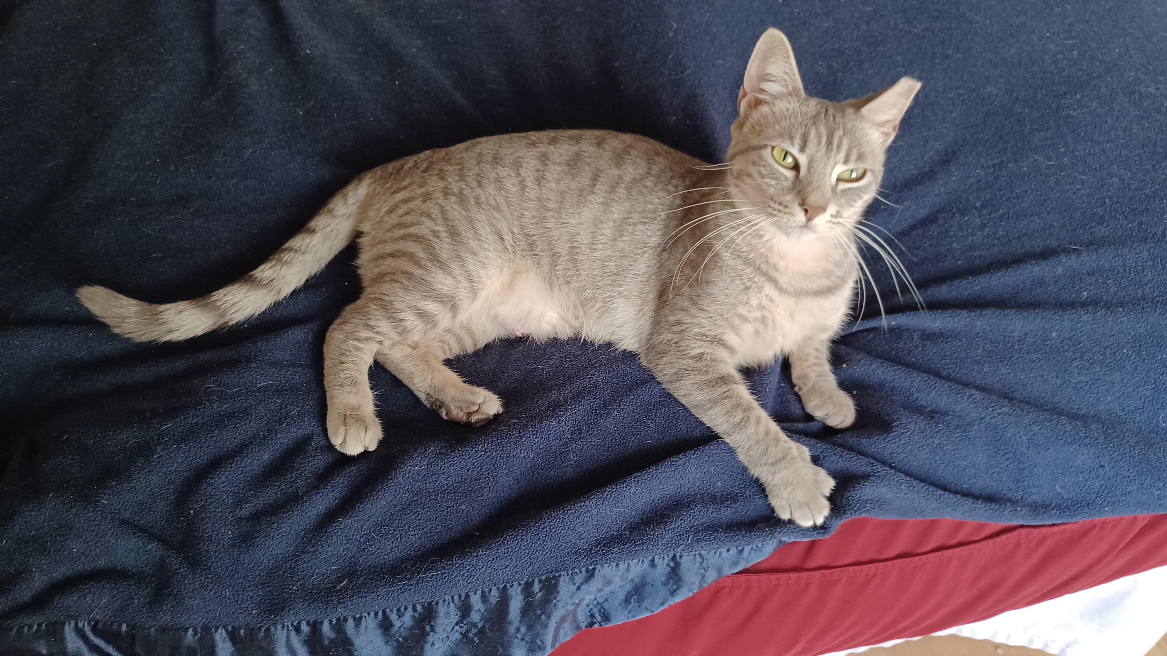 Gracie, Adoptable, Young Female Domestic Short Hair.