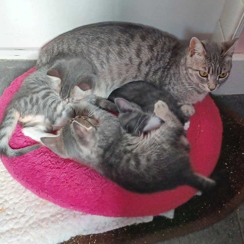 Enlarge Gracie, a Adoptable Domestic Short Hair in San Jose, CA image 4/5