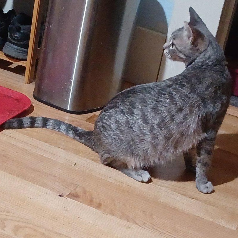 Enlarge Gracie, a Adoptable Domestic Short Hair in San Jose, CA image 5/5