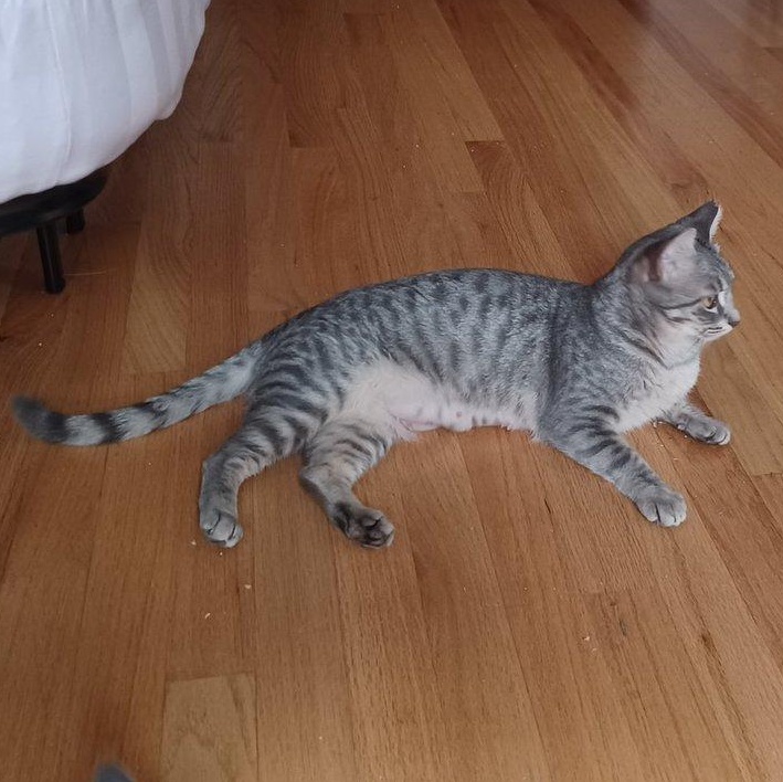 Enlarge Gracie, a Adoptable Domestic Short Hair in San Jose, CA image 3/5