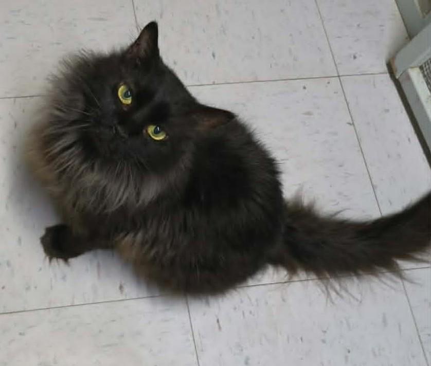 SALEM, ADOPTABLE, Adult Male Domestic Medium Hair.