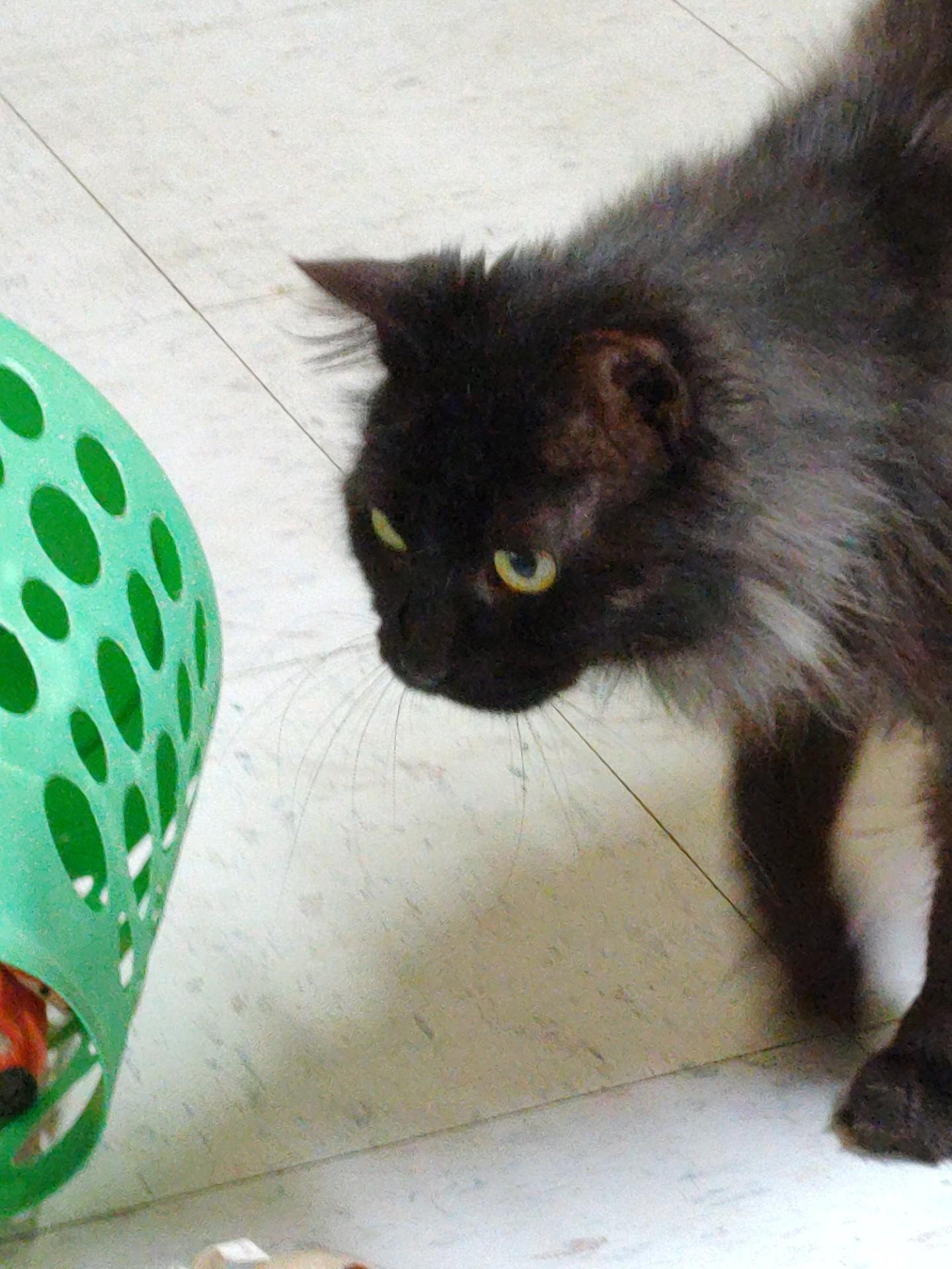 Enlarge SALEM, a ADOPTABLE Domestic Medium Hair in Crystal River, FL image 4/5