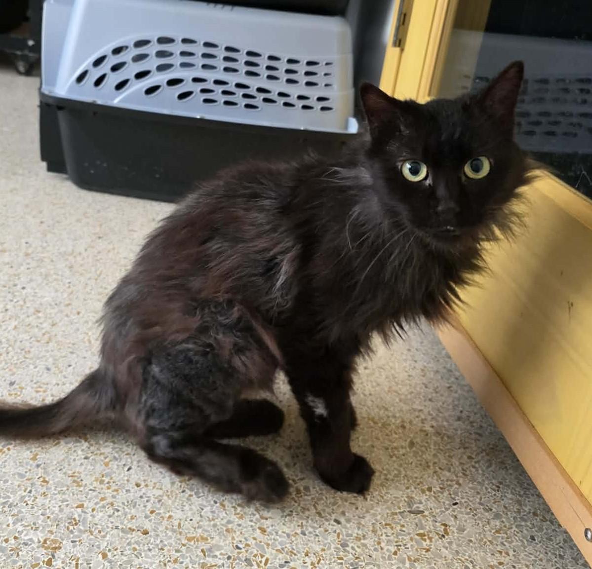 Enlarge SALEM, a ADOPTABLE Domestic Medium Hair in Crystal River, FL image 1/5