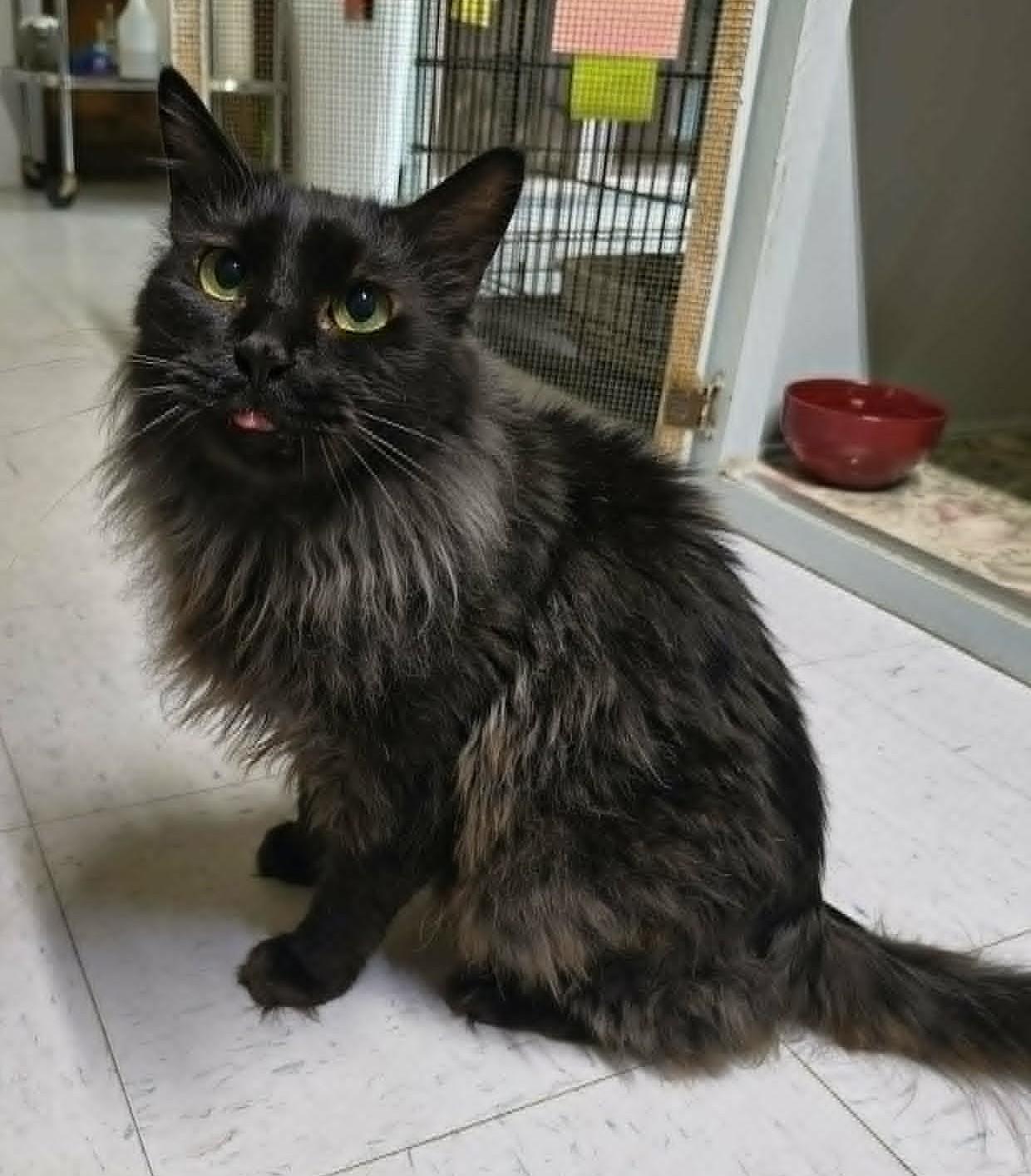 Enlarge SALEM, a ADOPTABLE Domestic Medium Hair in Crystal River, FL image 4/6