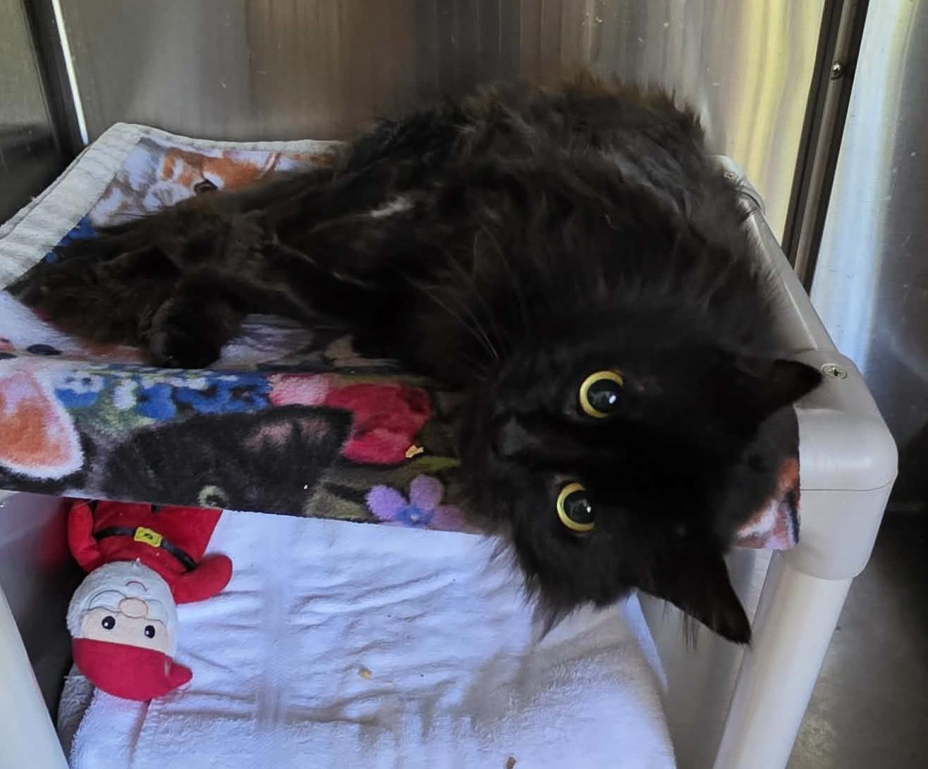 Enlarge SALEM, a ADOPTABLE Domestic Medium Hair in Crystal River, FL image 2/5