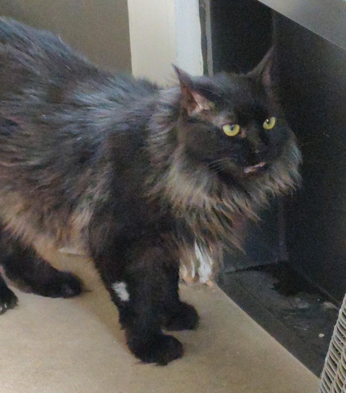 Enlarge SALEM, a ADOPTABLE Domestic Medium Hair in Crystal River, FL image 3/6