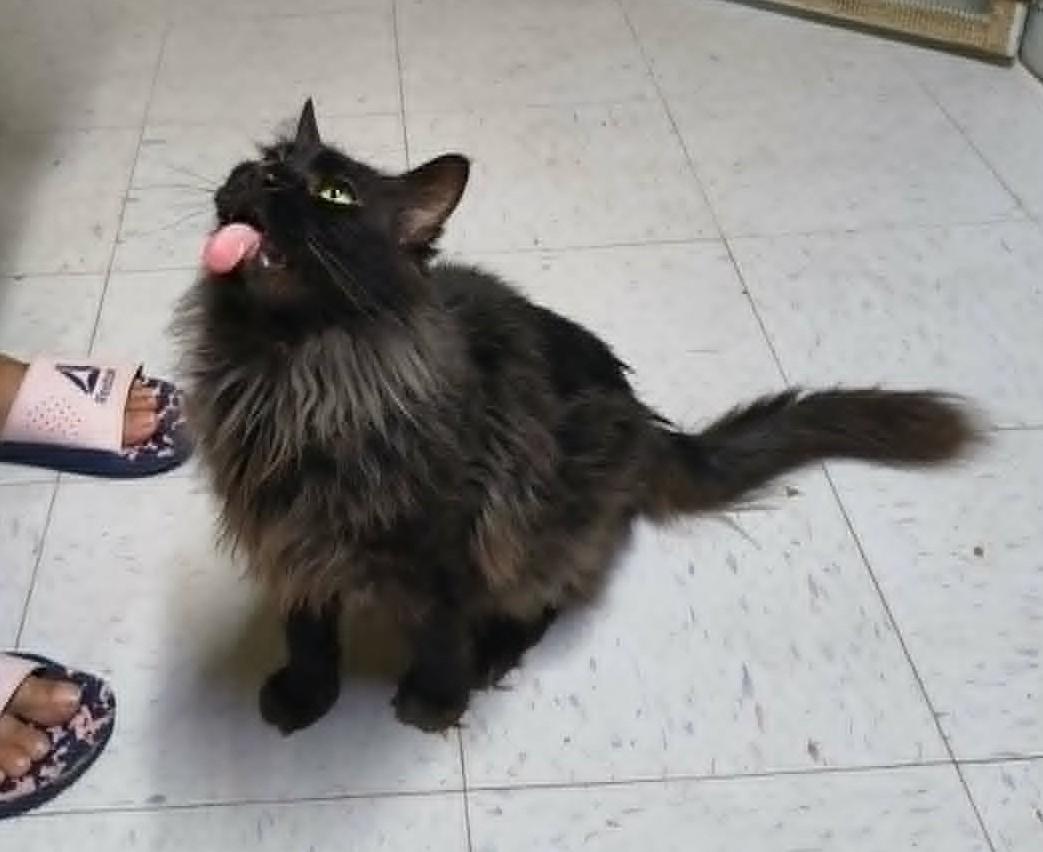 Enlarge SALEM, a ADOPTABLE Domestic Medium Hair in Crystal River, FL image 2/6