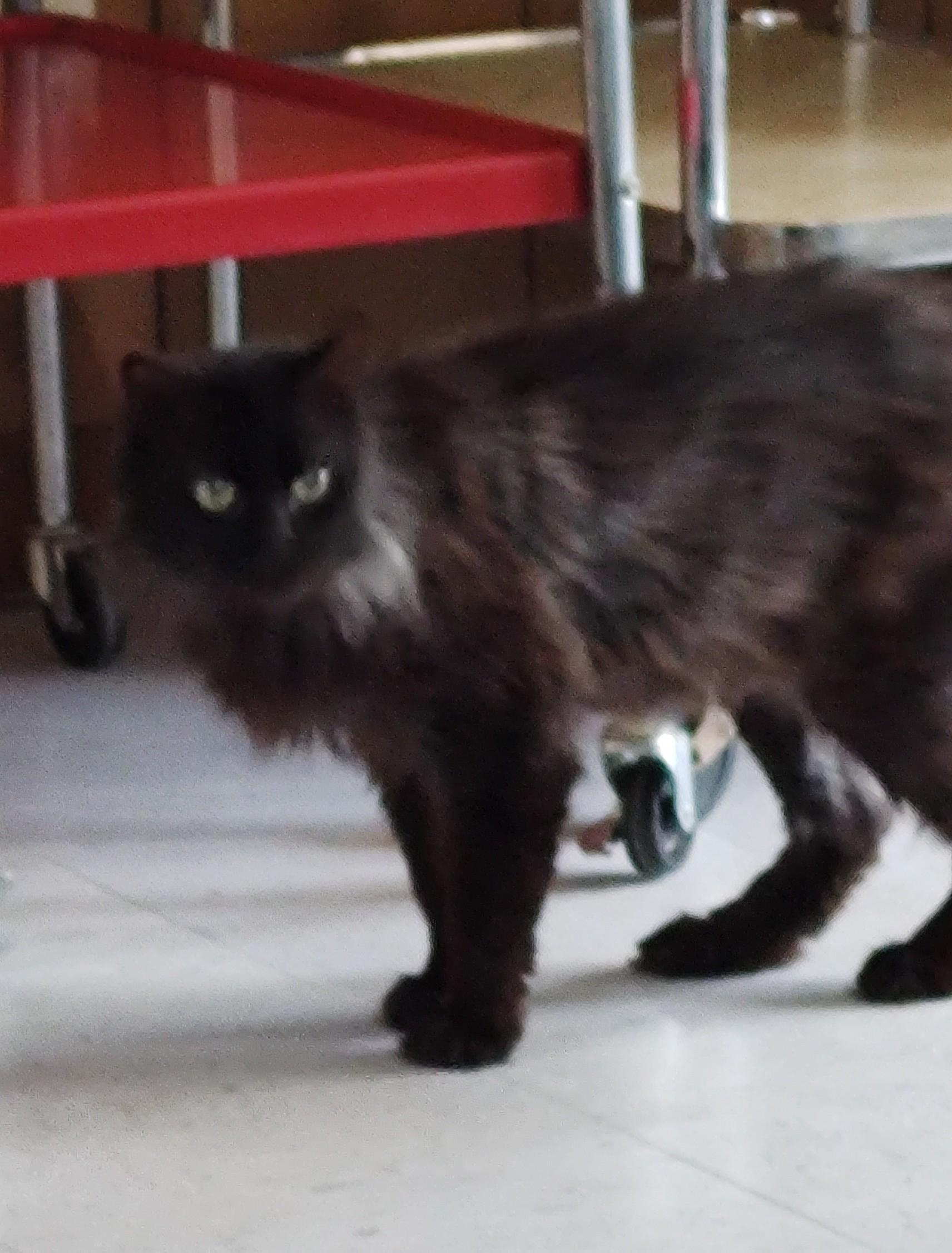 Enlarge SALEM, a ADOPTABLE Domestic Medium Hair in Crystal River, FL image 3/5