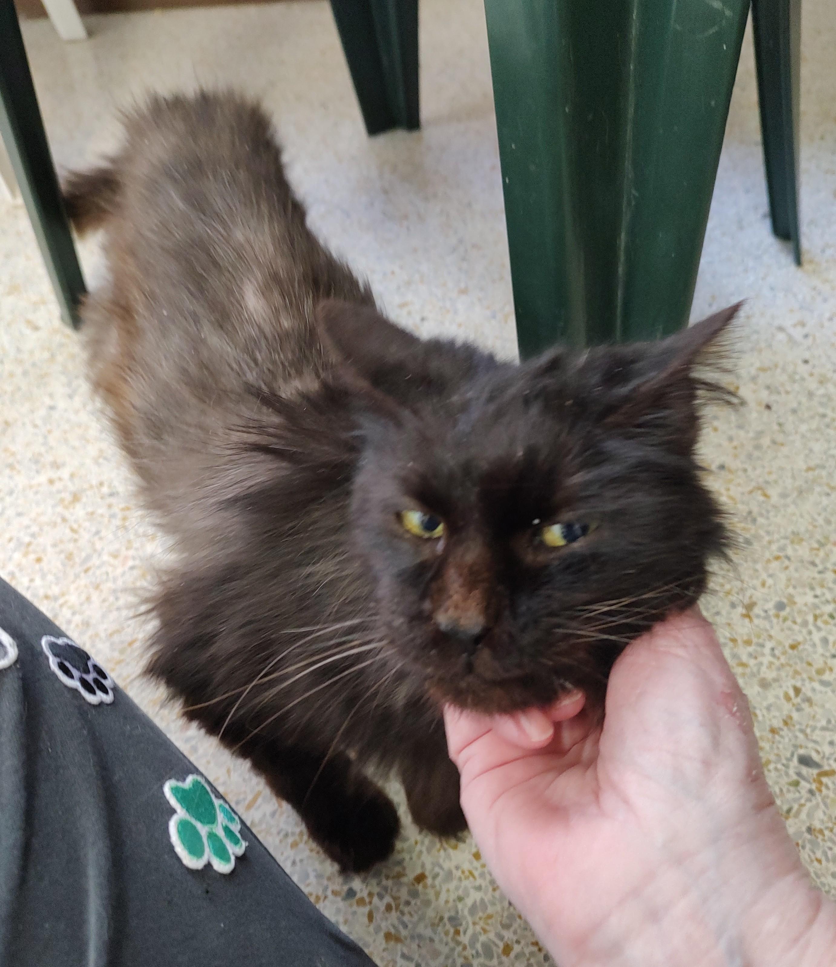 Enlarge SALEM, a ADOPTABLE Domestic Medium Hair in Crystal River, FL image 5/5