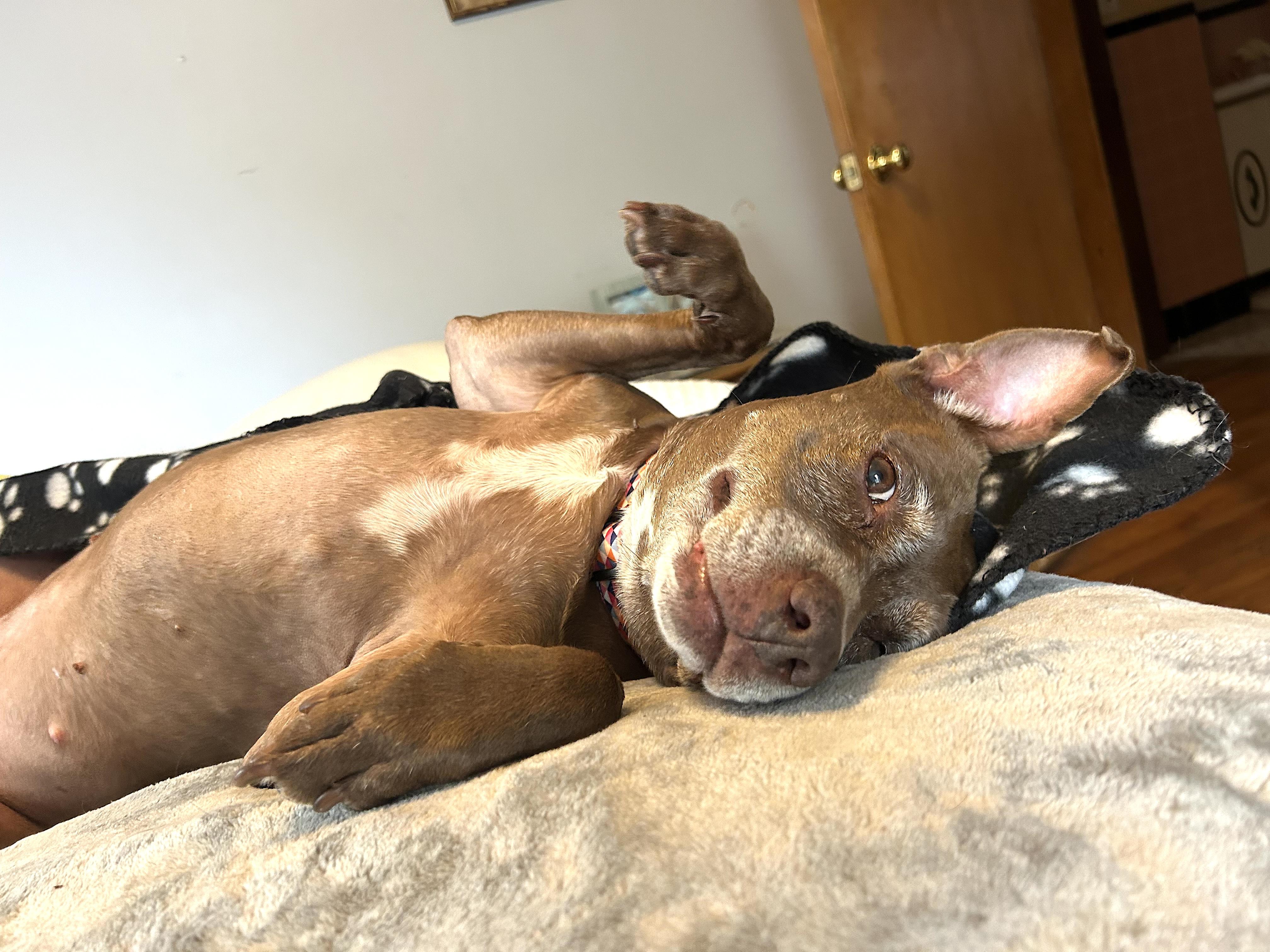 Coco, a Adoptable mixed breed in Boston, MA image 5/5