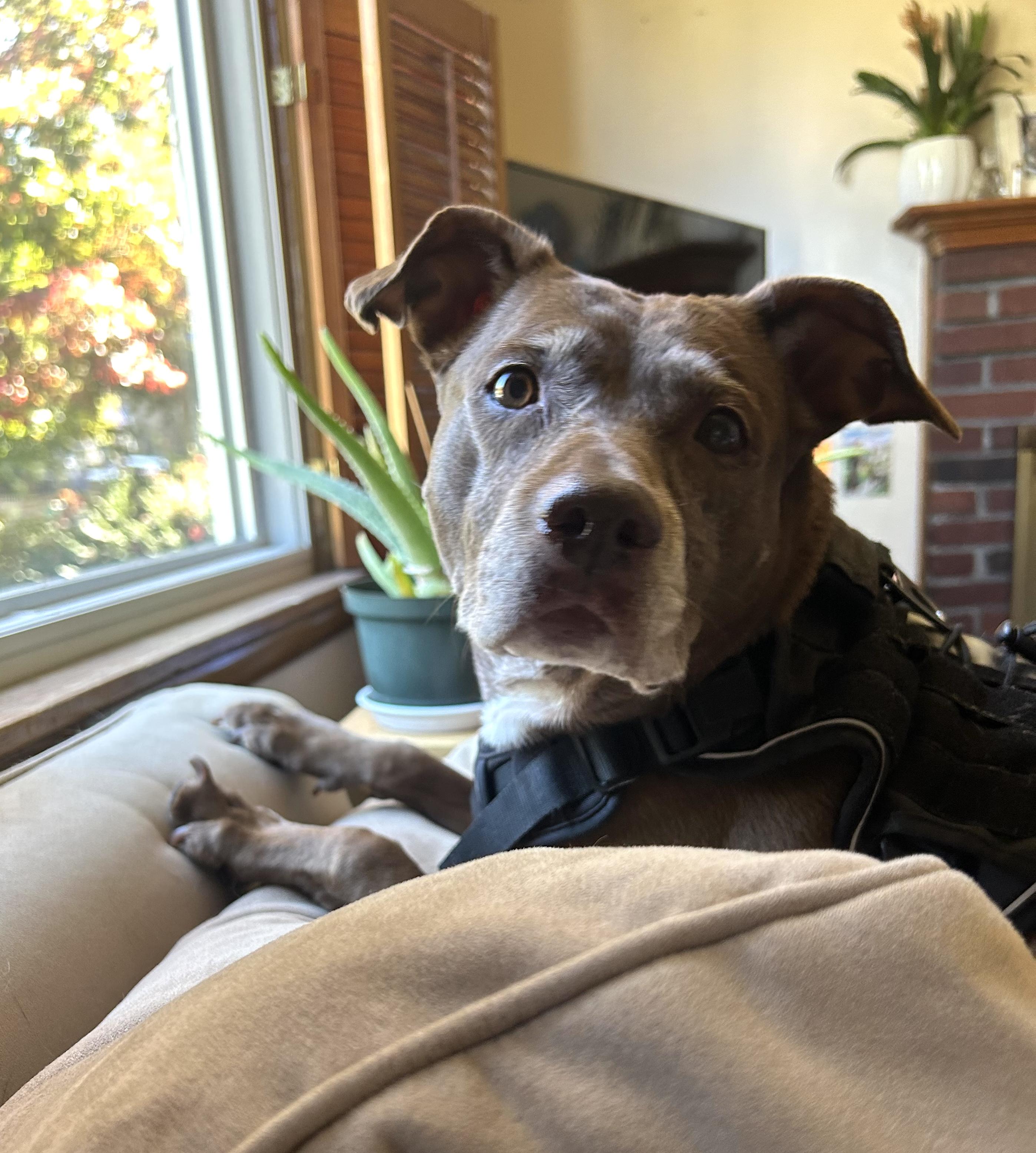 Coco, a Adoptable mixed breed in Boston, MA image 1/5