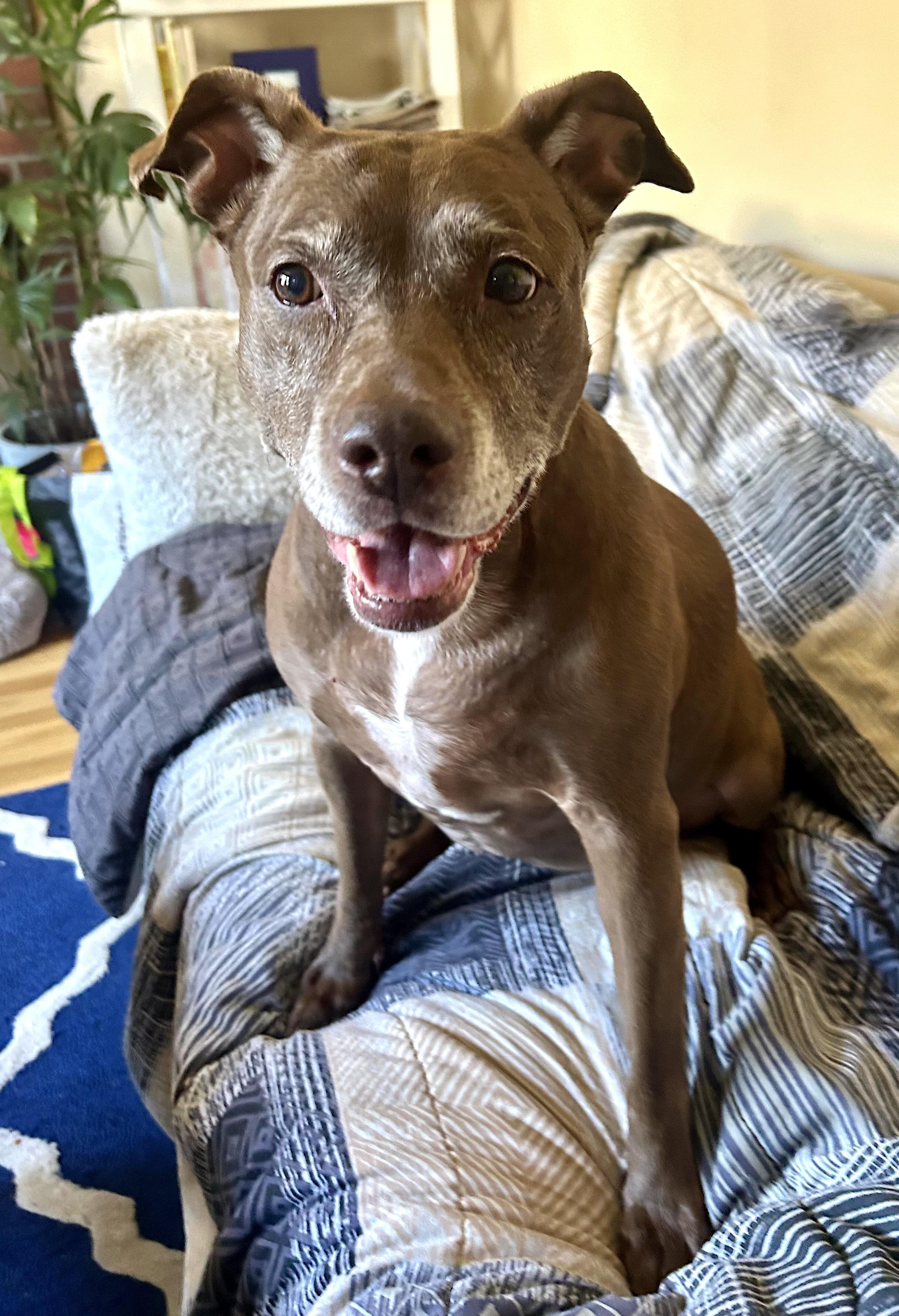 Coco, a Adoptable mixed breed in Boston, MA image 3/5