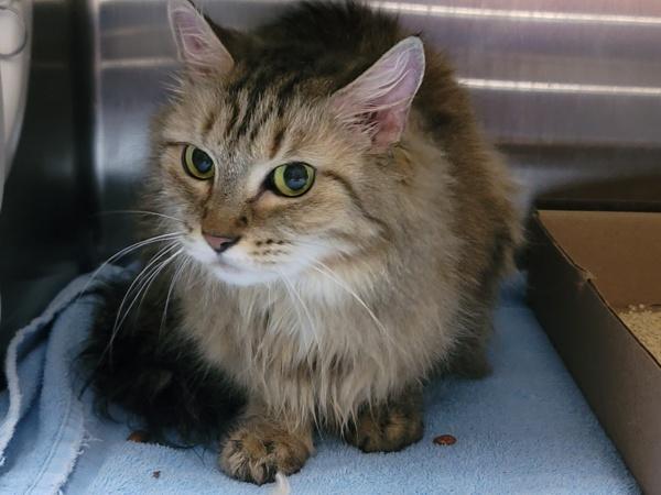 Raven, Adoptable, Adult Female Domestic Medium Hair.