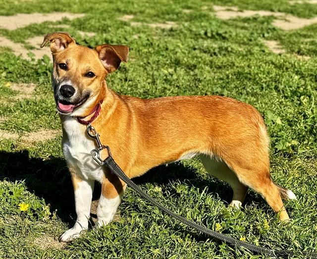 GEMMA, Adoptable, Young Female Cardigan Welsh Corgi & Mixed Breed.