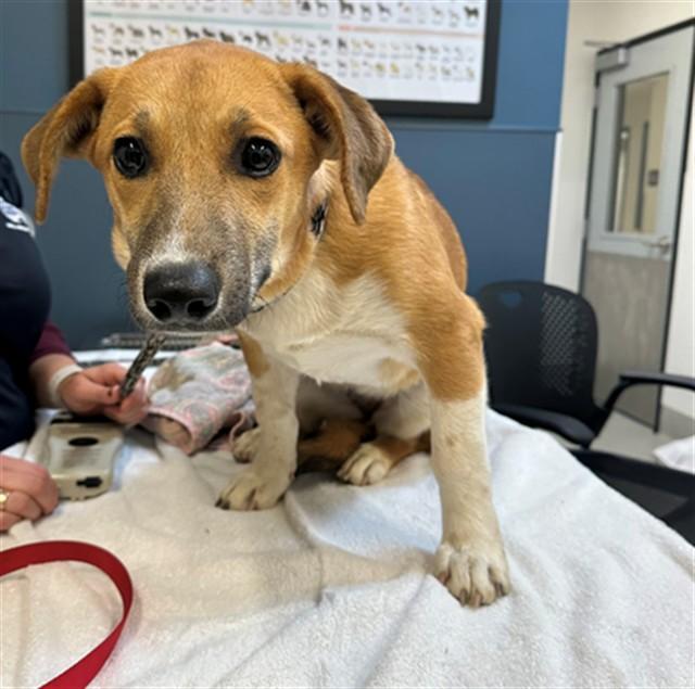 Enlarge GEMMA, a Adoptable mixed breed in San Luis Obispo, CA image 1/1