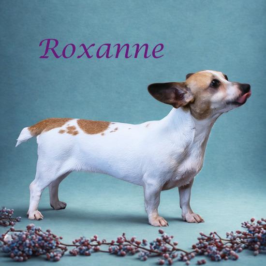 Roxanne D25-118, a Adoptable mixed breed in Lebanon, TN image 1/5