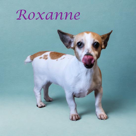 Roxanne D25-118, a Adoptable mixed breed in Lebanon, TN image 4/5