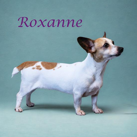 Roxanne D25-118, a Adoptable mixed breed in Lebanon, TN image 5/5
