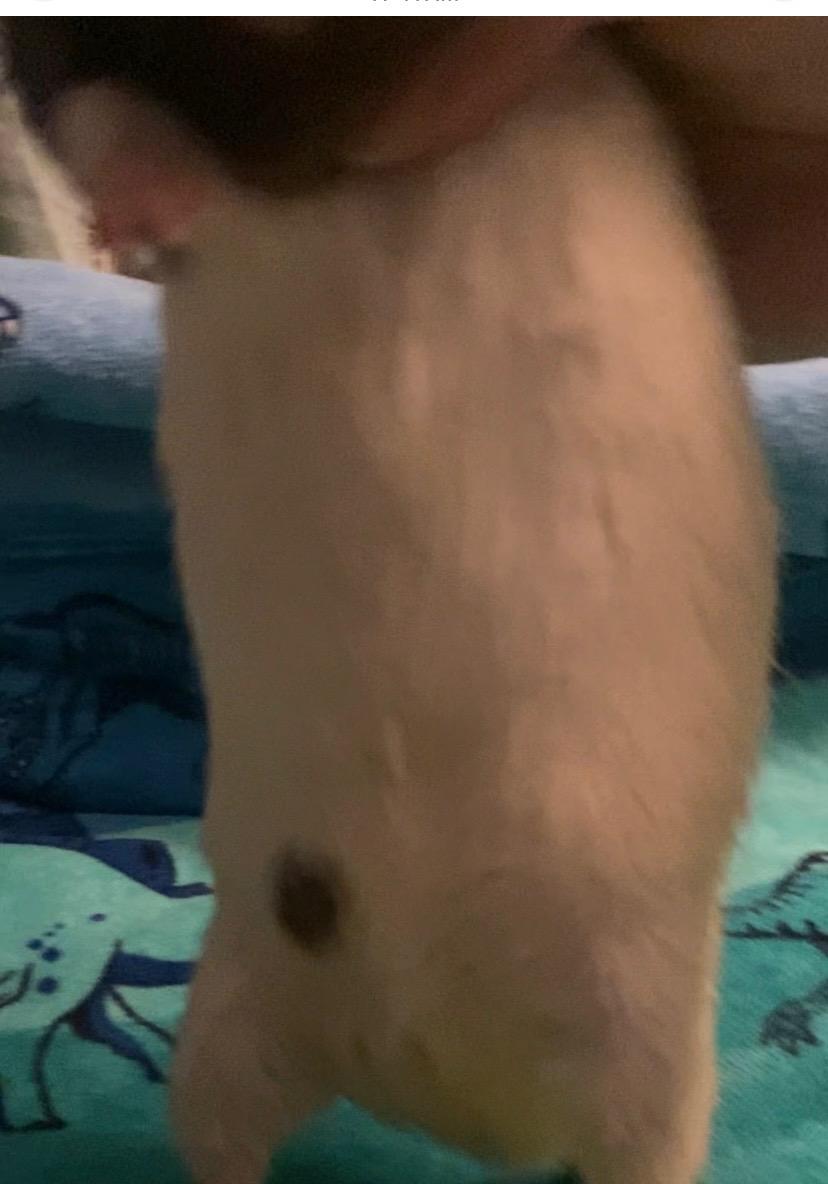 Travolta, ADOPTABLE, Adult Male Rat.