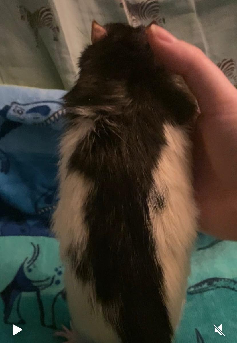 Enlarge Travolta, a ADOPTABLE Rat in Scottsdale, AZ image 2/2