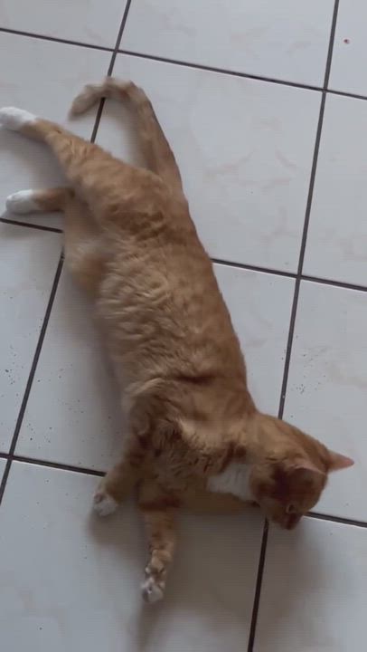 Enlarge Goldie, a Adopted mixed breed in Newark, NJ video 6/11