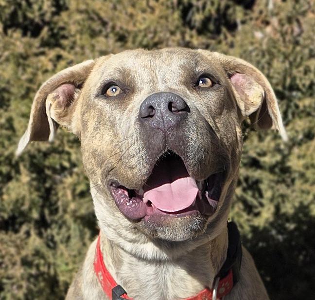 Stunning Ms Zia ~ Exquisite !, Young Female American Bully