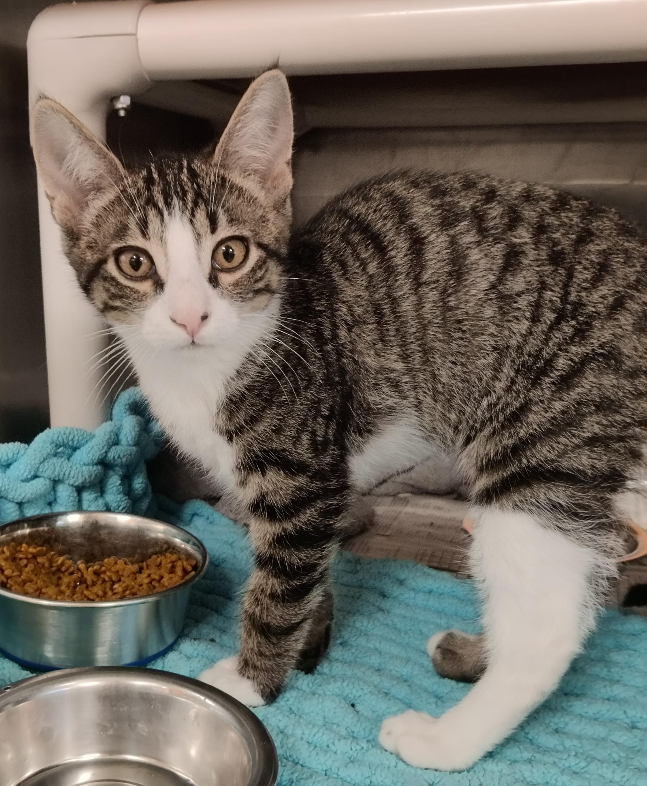 Clover, adoptable, Kitten Male Domestic Short Hair.