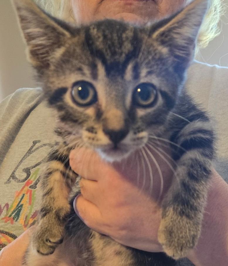 Fallon (Lime Green), Adoptable, Kitten Male Domestic Short Hair.
