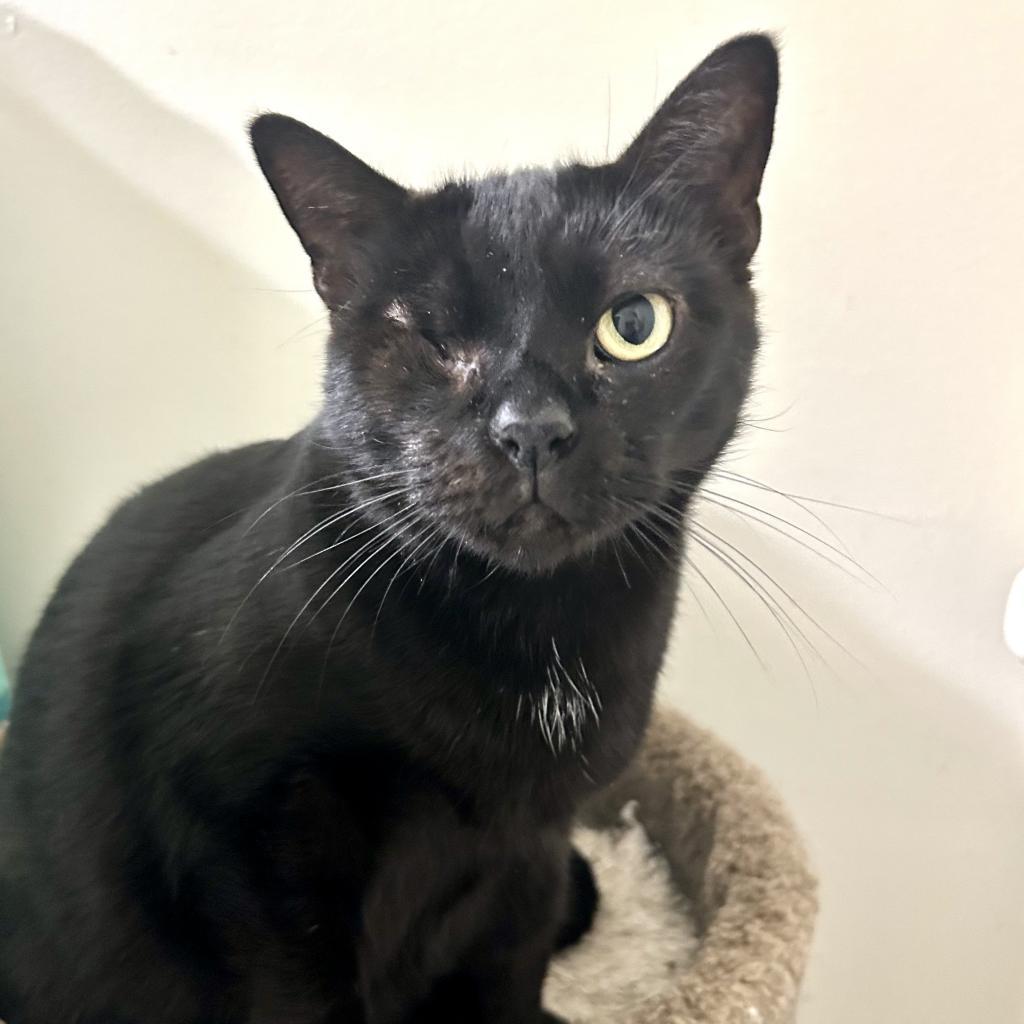 Garnet, Adoptable, Adult Female Domestic Short Hair.