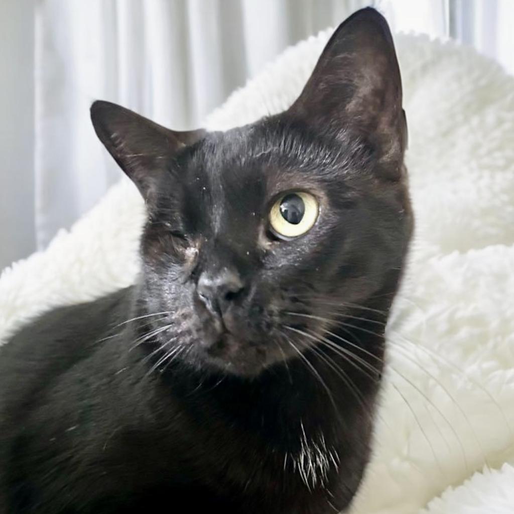 Enlarge Garnet, a Adoptable Domestic Short Hair in Fort Lauderdale, FL image 2/6