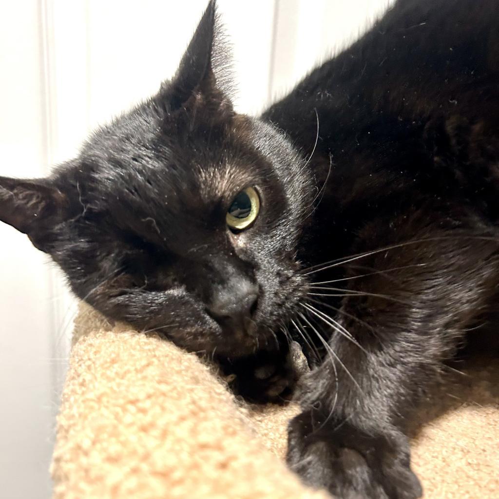 Enlarge Garnet, a Adoptable Domestic Short Hair in Fort Lauderdale, FL image 3/6