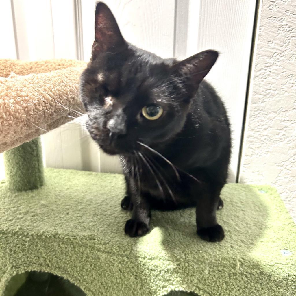 Enlarge Garnet, a Adoptable Domestic Short Hair in Fort Lauderdale, FL image 4/6
