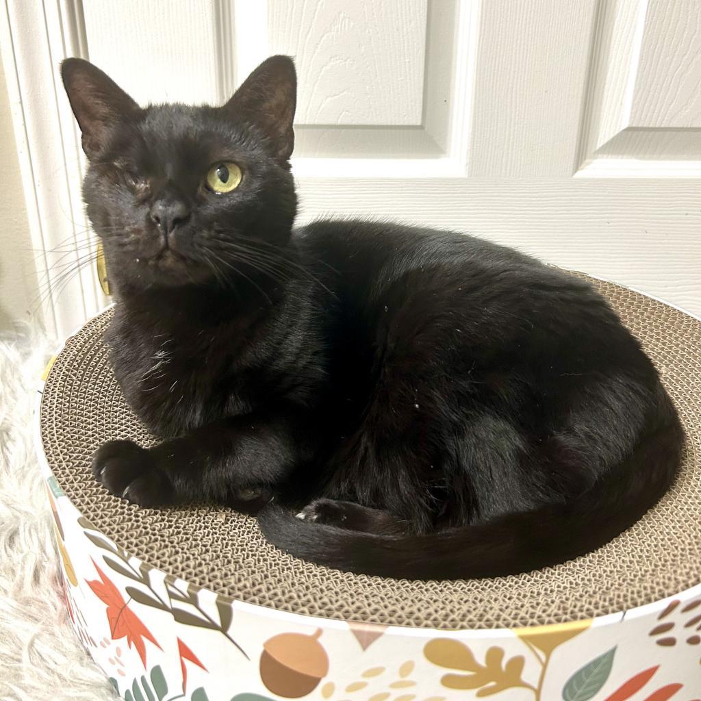 Enlarge Garnet, a Adoptable Domestic Short Hair in Fort Lauderdale, FL image 5/6