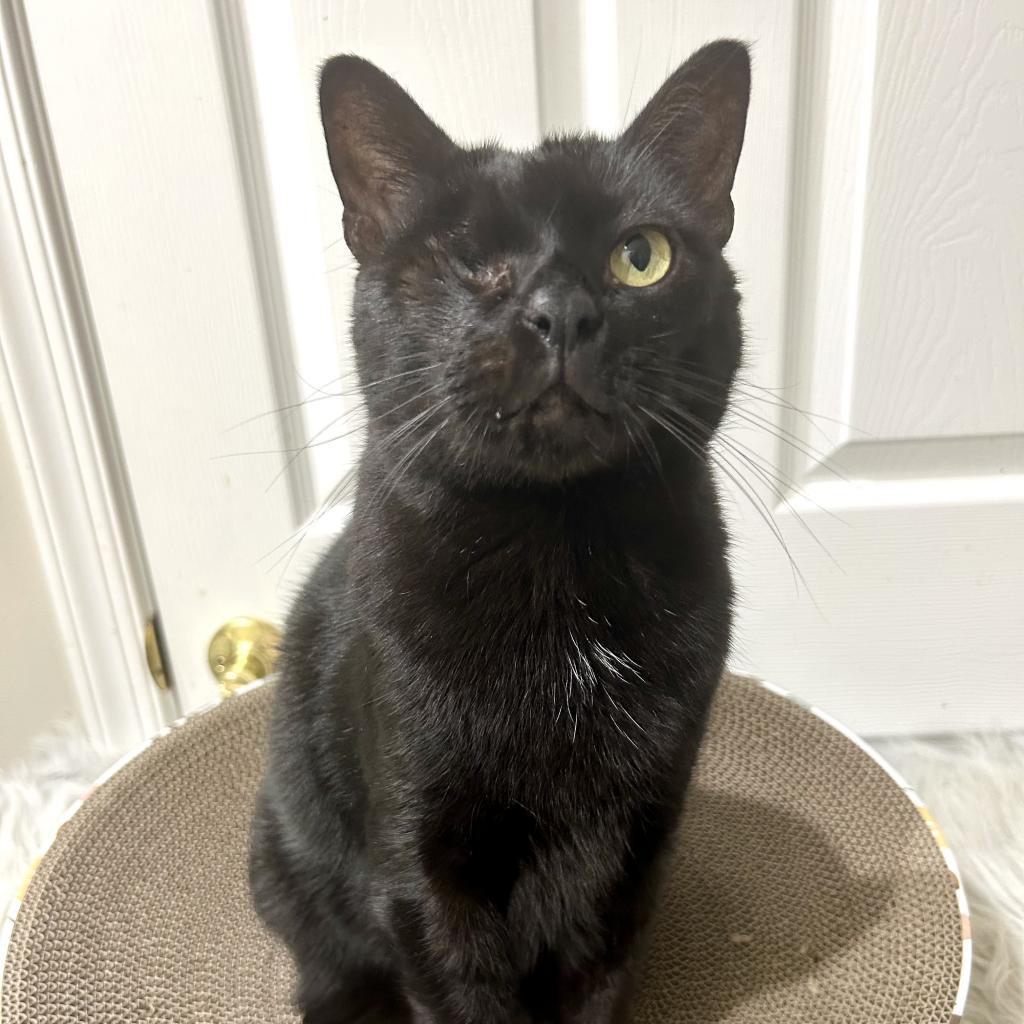 Enlarge Garnet, a Adoptable Domestic Short Hair in Fort Lauderdale, FL image 6/6