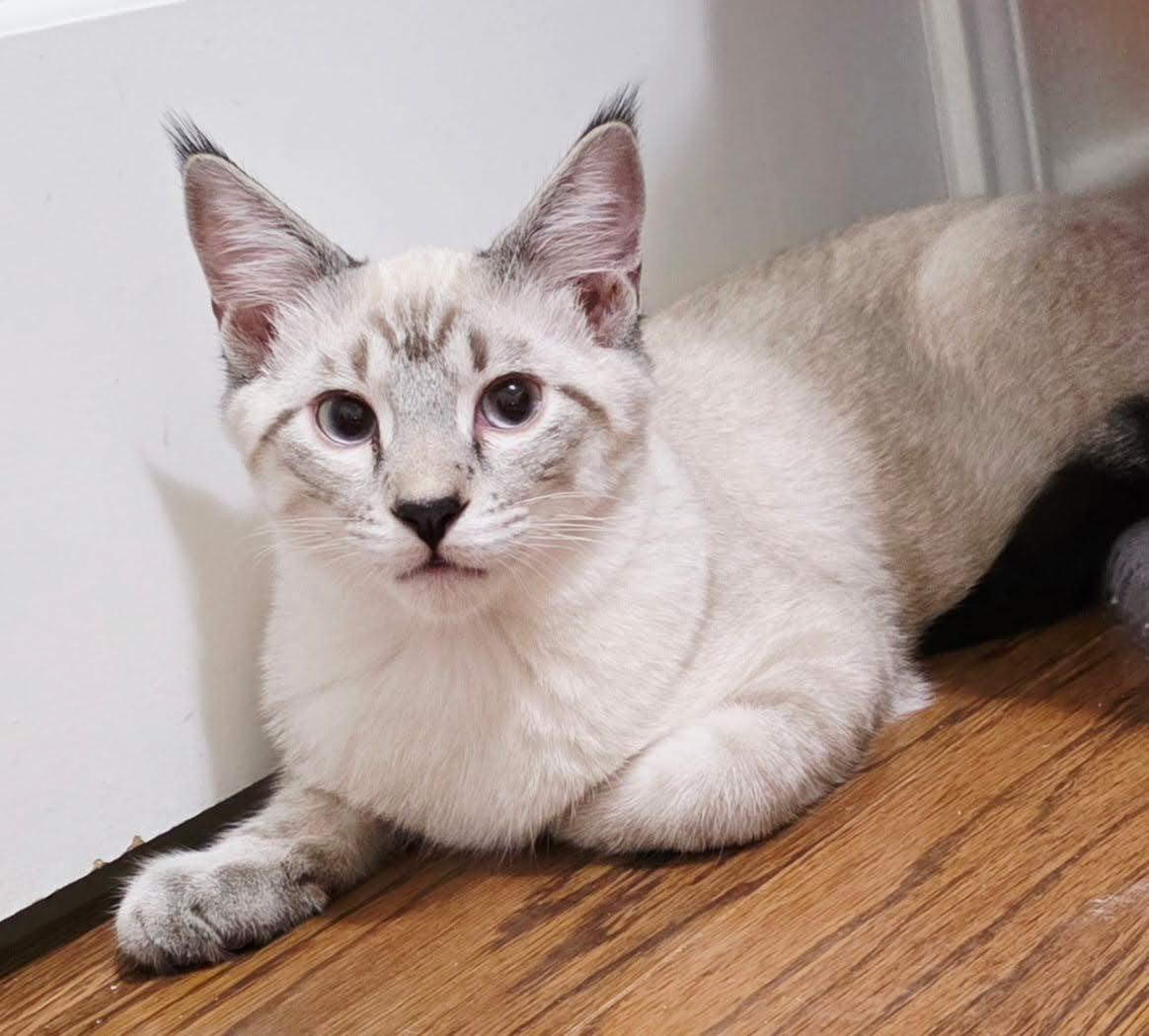 Parker, Adoptable, Kitten Male Domestic Medium Hair & Domestic Short Hair.