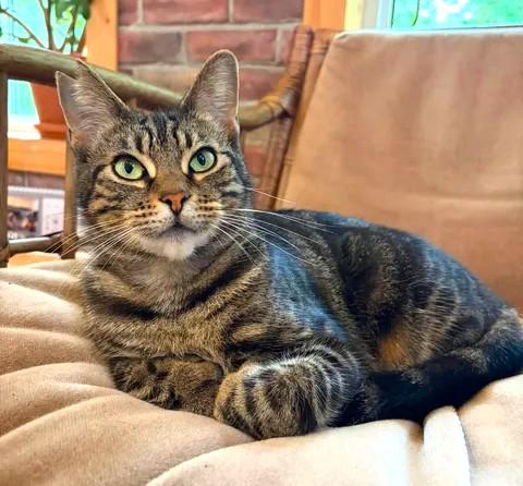 Petite Mama, ADOPTABLE, Young Female Domestic Short Hair & Tabby.