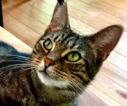 Enlarge Petite Mama, a ADOPTABLE mixed breed in Chertsey, QC image 2/5