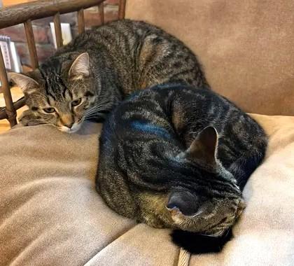 Enlarge Petite Mama, a ADOPTABLE mixed breed in Chertsey, QC image 3/5