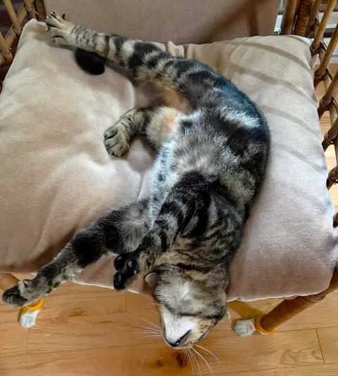 Enlarge Petite Mama, a ADOPTABLE mixed breed in Chertsey, QC image 4/5