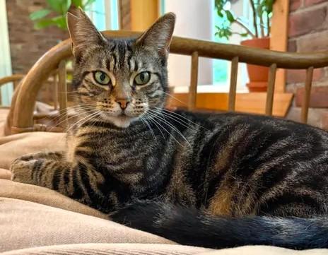Enlarge Petite Mama, a ADOPTABLE mixed breed in Chertsey, QC image 5/5