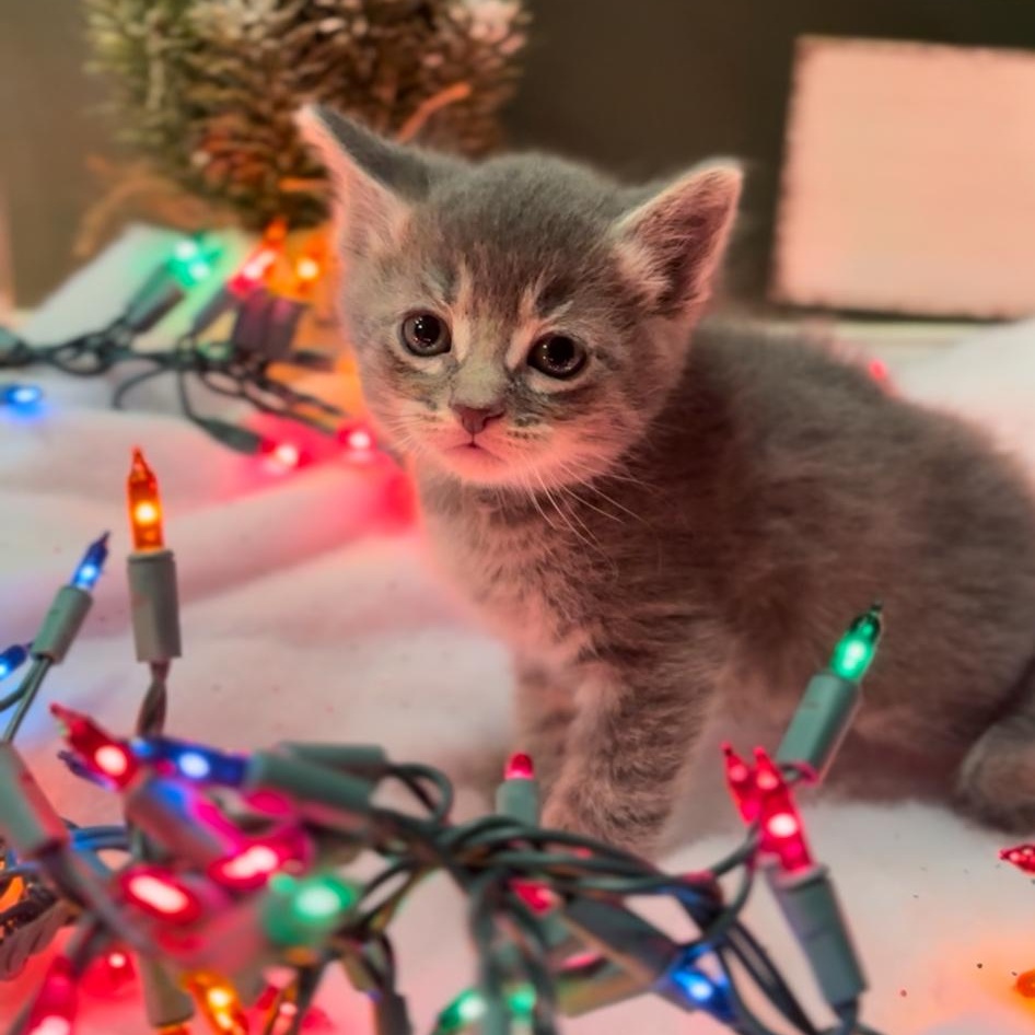 Grizzly bear , ADOPTABLE, Kitten Male Domestic Short Hair.