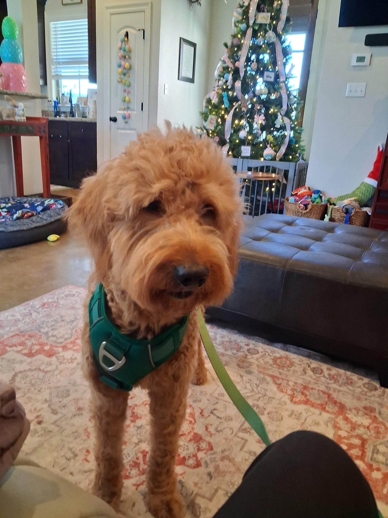 Dan Daly, ADOPTABLE, Young Male Poodle & Golden Retriever.
