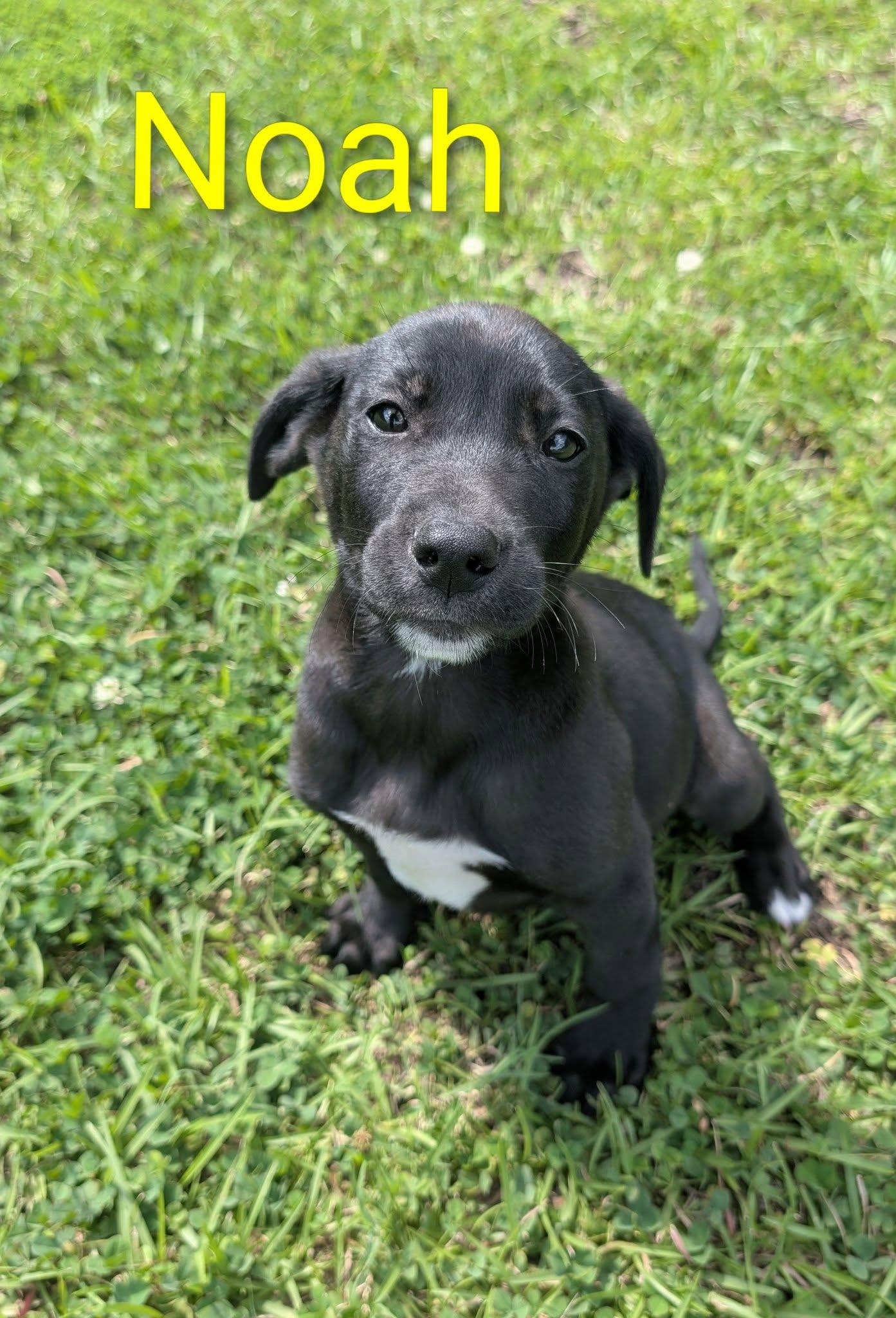 Noah, adopted, Puppy Male Labrador Retriever.