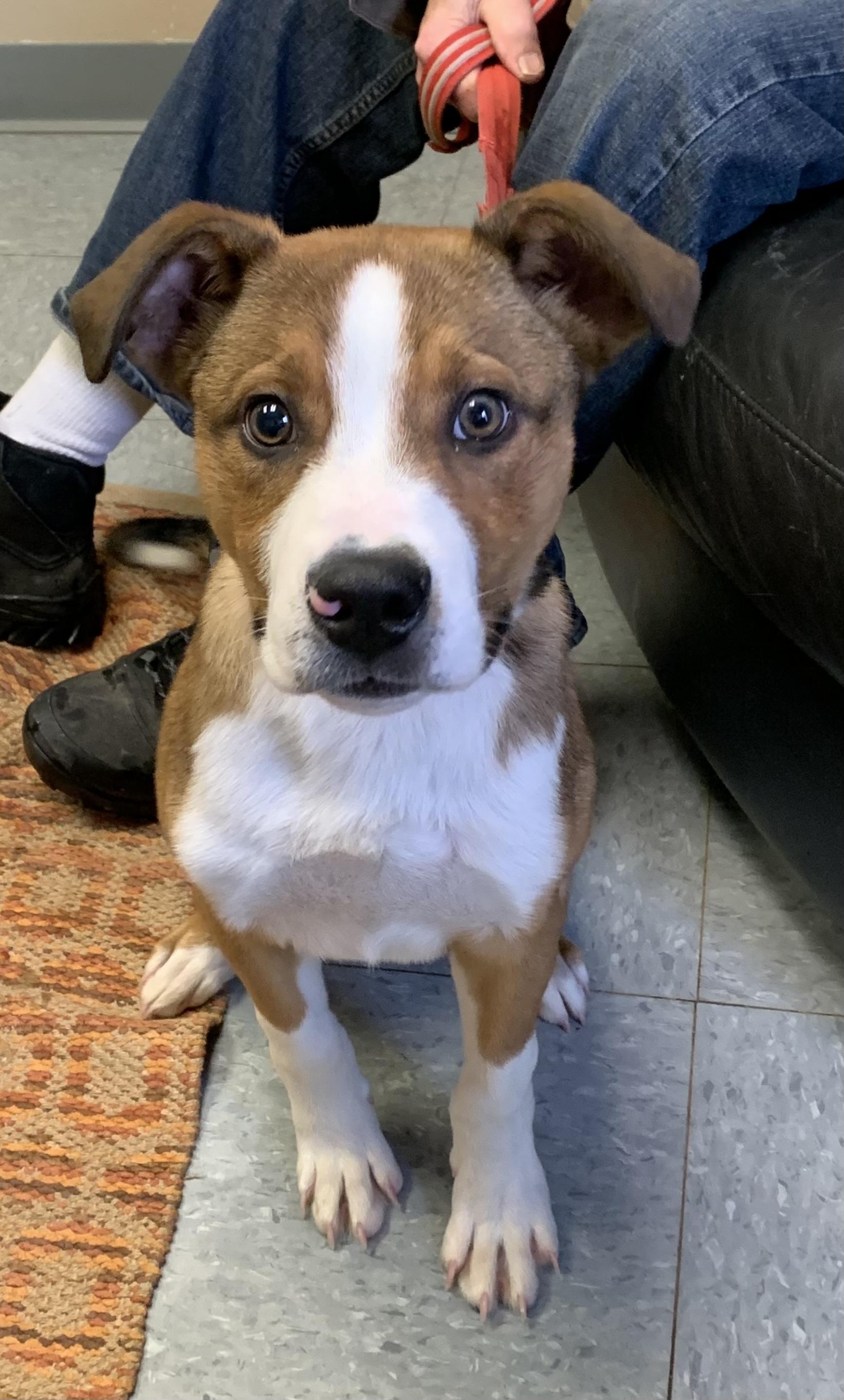 Texas , ADOPTABLE, Young Male Mixed Breed.