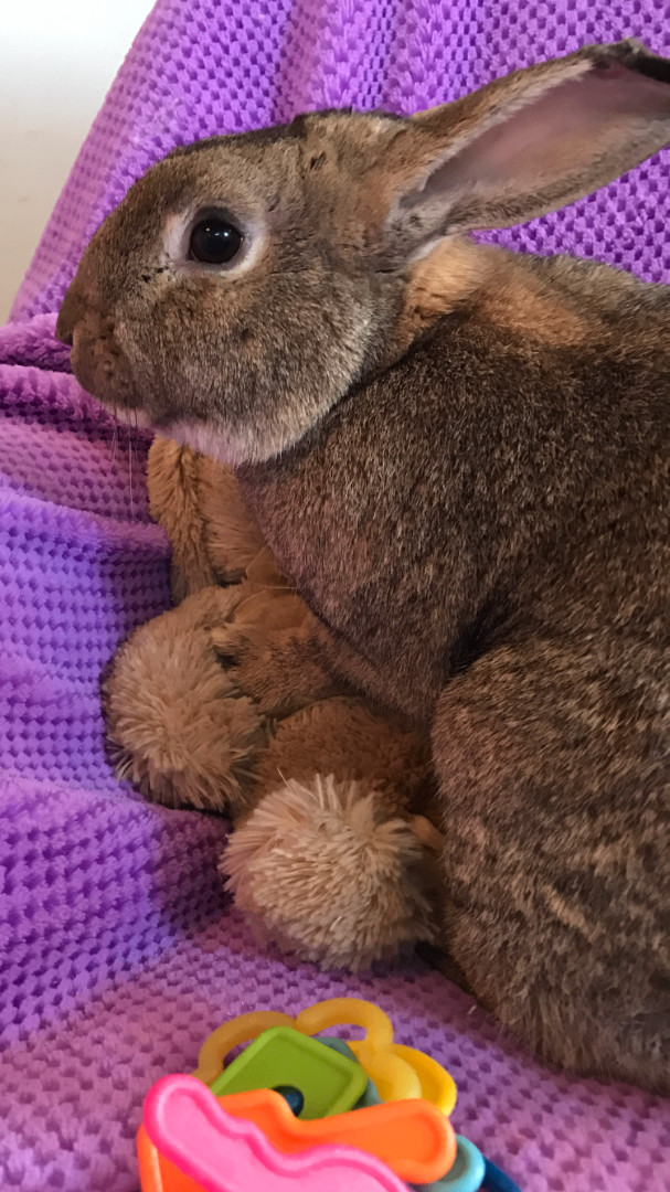 Enlarge Bear, a Adoptable American in Palatine, IL image 1/9