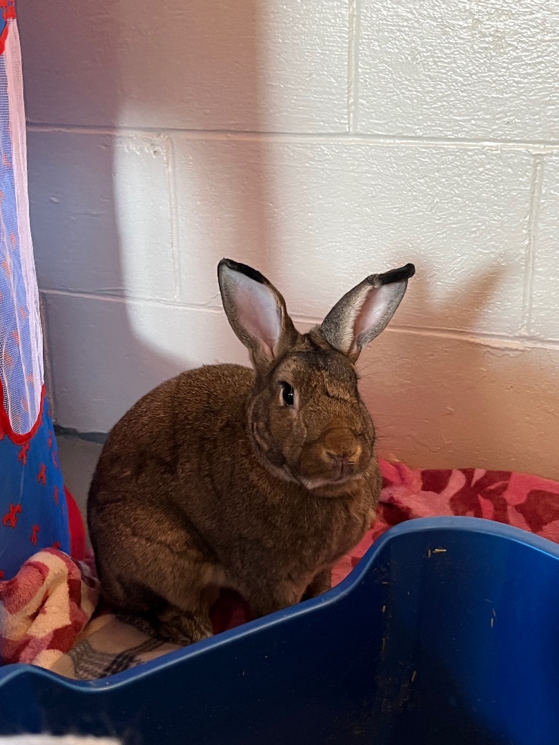 Enlarge Bear, a Adoptable American in Palatine, IL image 2/9